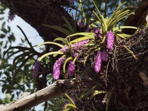 Aerides multiflora