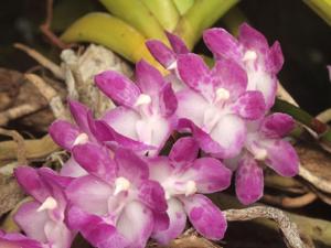 Aerides multiflora