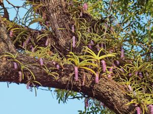 Aerides multiflora