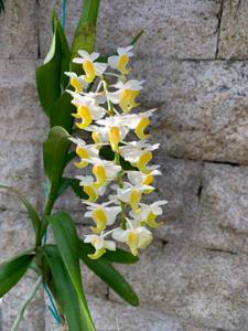 Aerides odorata