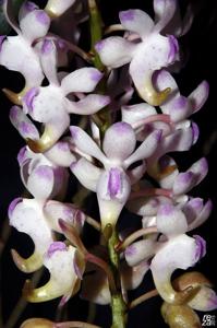 Aerides odorata