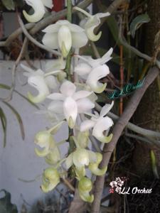 Aerides odorata