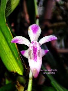 Aerides odorata