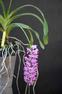 Aerides odorata