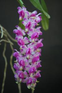 Aerides odorata