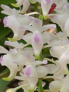 Aerides odorata