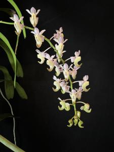 Aerides odorata