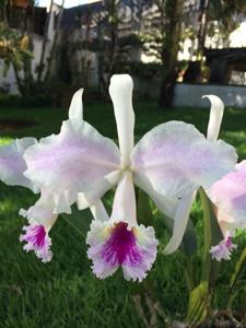 Cattleya labiata