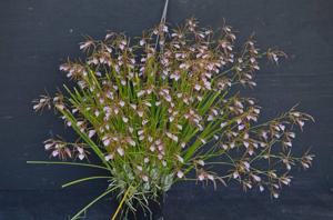 Encyclia bractescens