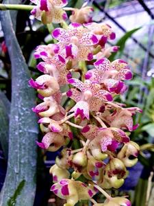 Aerides quinquevulnera