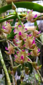 Aerides quinquevulnera