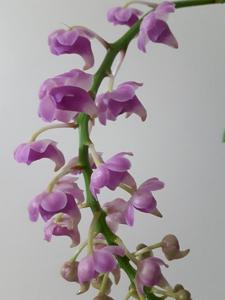 Aerides quinquevulnera