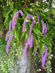 Aerides rosea