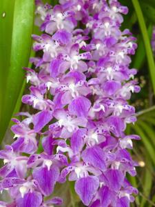 Aerides rosea