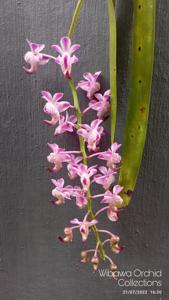 Aerides timorana