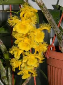 Dendrobium harveyanum