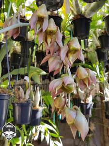 Catasetum maculatum