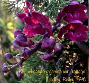 Rhynchostylis gigantea