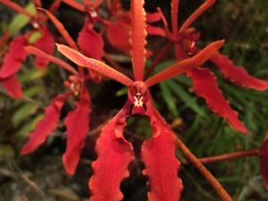 Renanthera coccinea