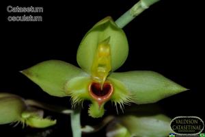 Catasetum osculatum