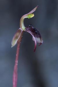 Chiloglottis reflexa