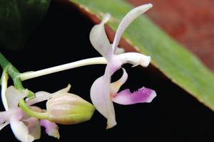 Phalaenopsis modesta