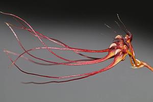 Bulbophyllum gracillimum