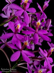 Epidendrum ibaguense