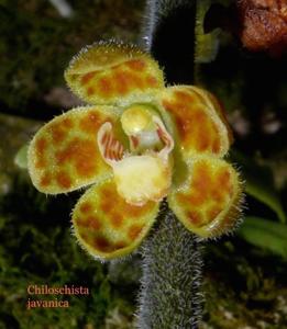 Chiloschista lunifera