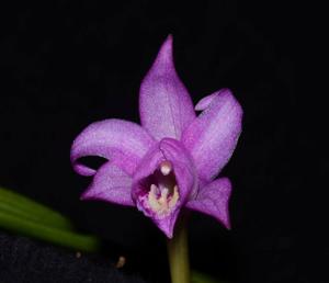 Pleione saxicola