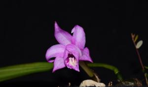 Pleione saxicola