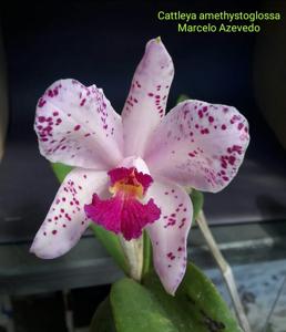 Cattleya amethystoglossa