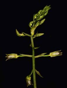 Chrysoglossum ornatum