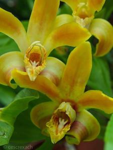 Chysis aurea