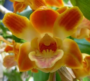 Chysis aurea