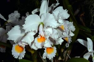 Cattleya schroederae