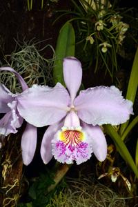 Cattleya lueddemanniana