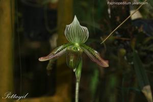 Paphiopedilum javanicum