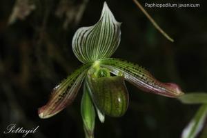 Paphiopedilum javanicum