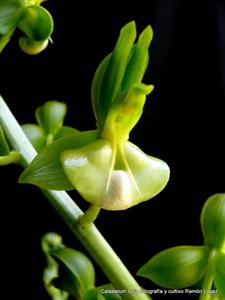 Catasetum lucis