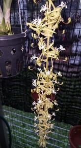 Cycnoches peruvianum