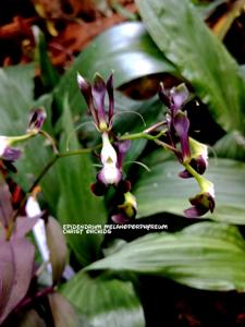 Epidendrum melanoporphyreum