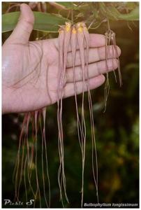 Bulbophyllum longissimum