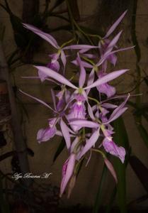 Encyclia adenocaula