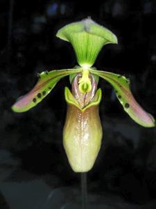 Paphiopedilum bullenianum