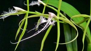 Epidendrum ciliare