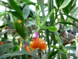 Epidendrum pseudepidendrum