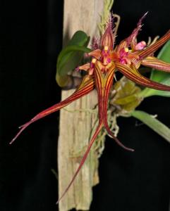 Bulbophyllum wendlandianum