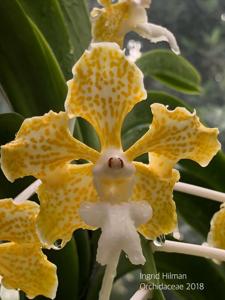 Vanda tricolor