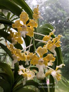 Vanda tricolor